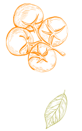 Dessin d'une grappe de tomates oranges et d'une feuille de basilic